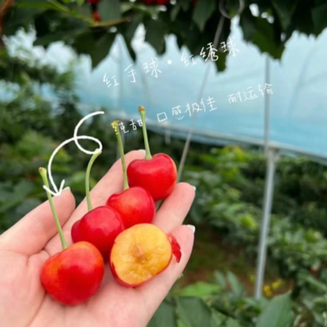 【轻奢】红手球红绣球黄樱桃1-3斤顺丰空运包邮1-5J