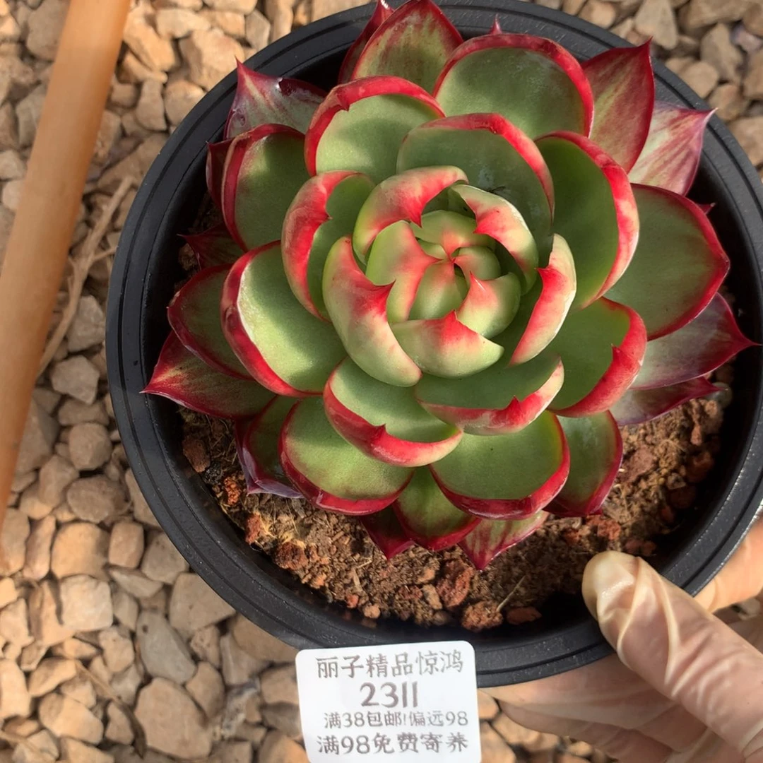 2311号多肉植物惊鸿12厘米