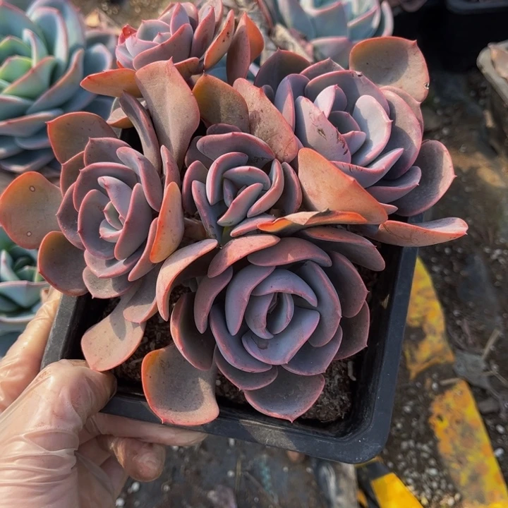 湖*尘埃玫瑰一颗20元