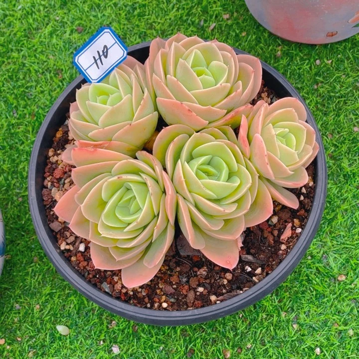 谢谢你的支持000000110