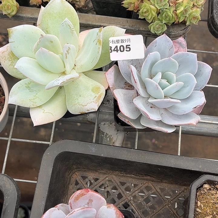阿雅园艺。      3405白凤杂