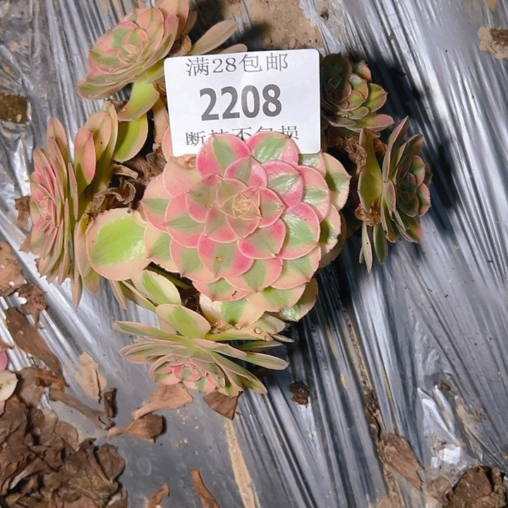 2208荔枝多肉植物保护