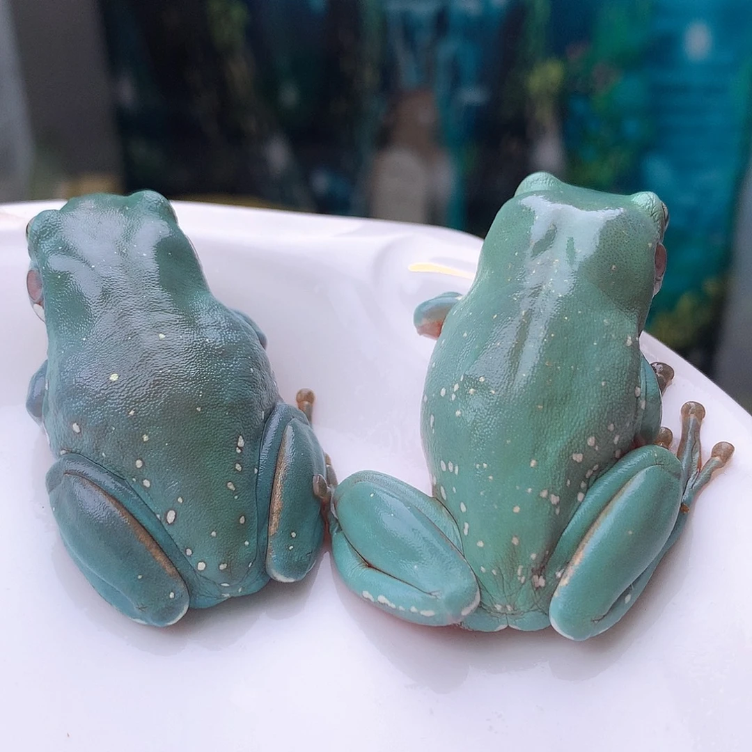 老爷树蛙达拉专拍