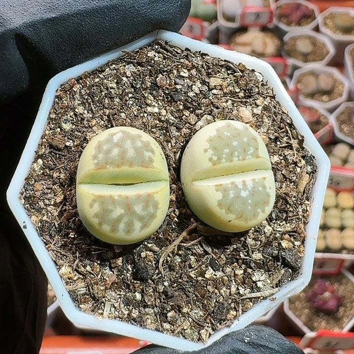 生石花115544。 258