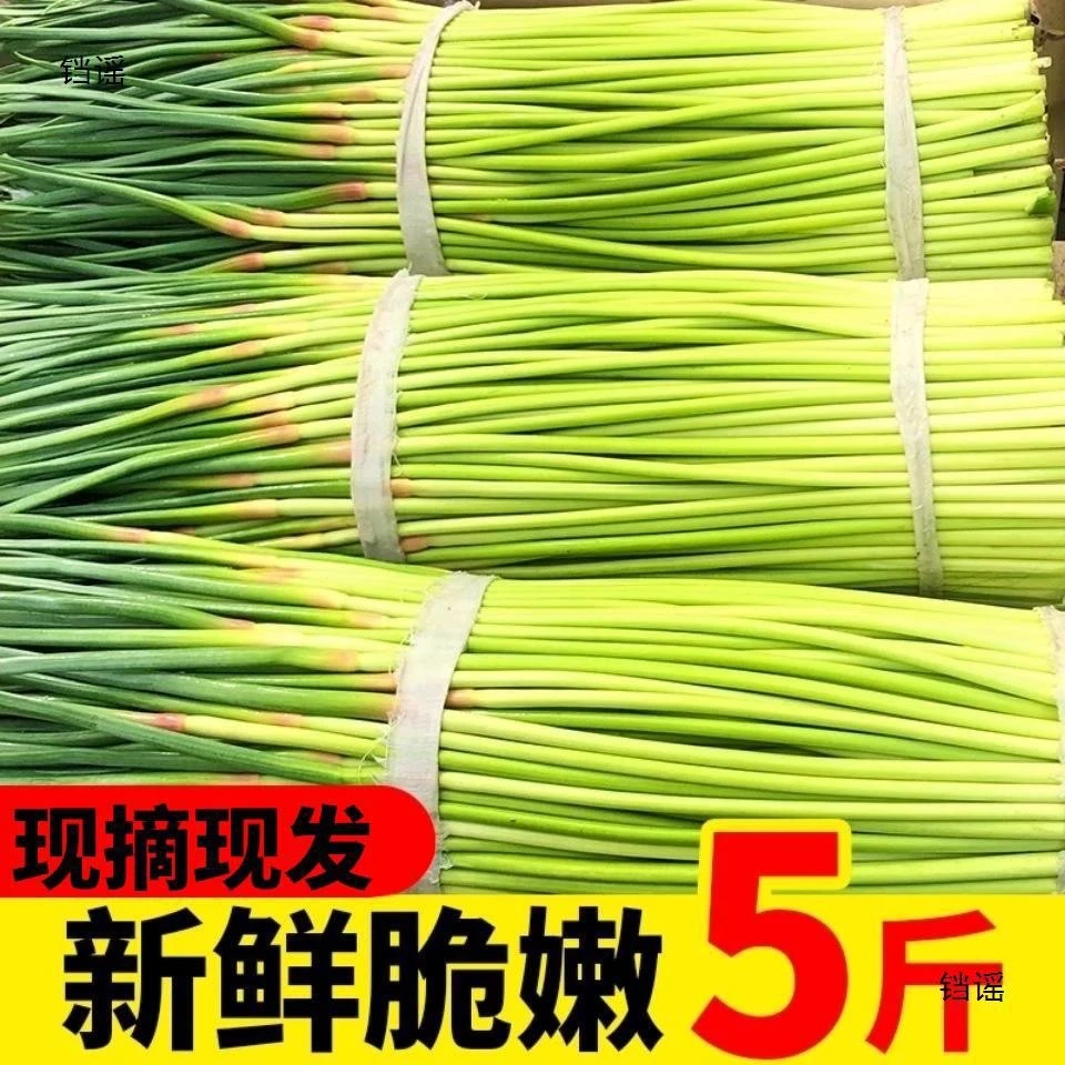 2024现摘新鲜蒜苔5斤蒜薹农家蒜毫自种蒜苗当季应季蔬菜蒜心