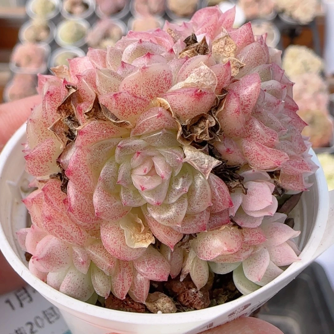 花语多肉0104-219散