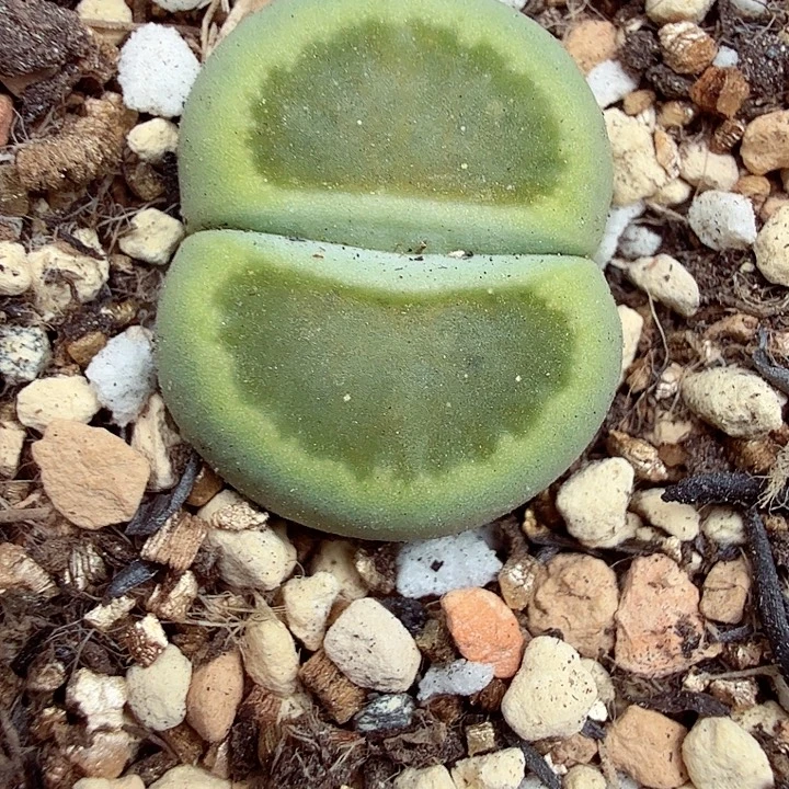 你说是的啊不对是什么086这个