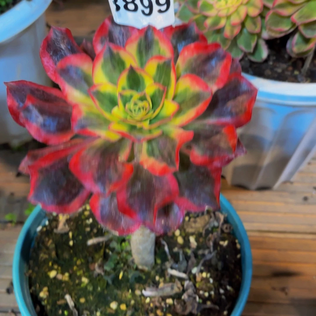 3899多肉植物魅影特价