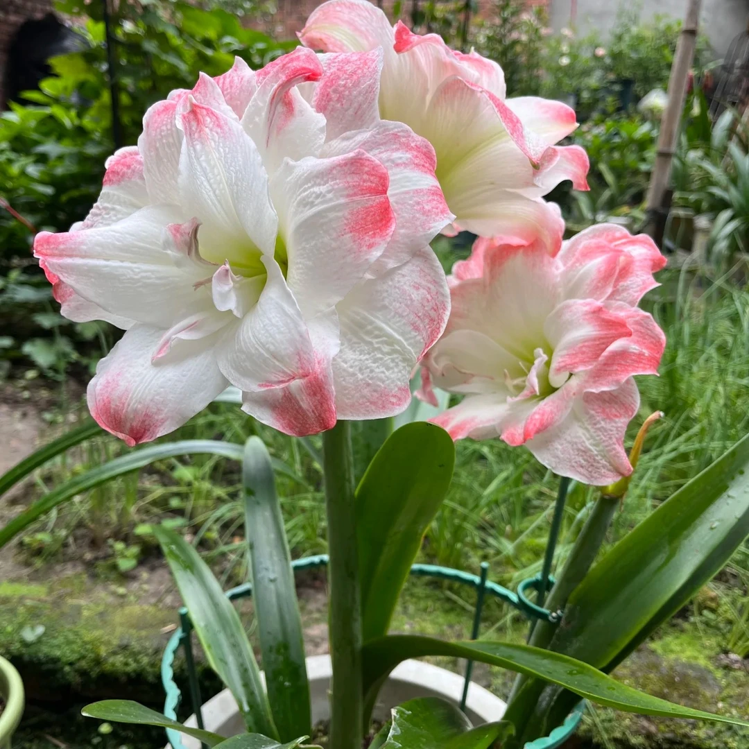 (糖果黛丝)包对板朱顶红带花苞发货种球朱顶红自然球可以5厘米