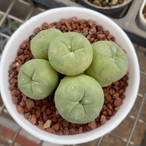 实生海鲜群6仙人球