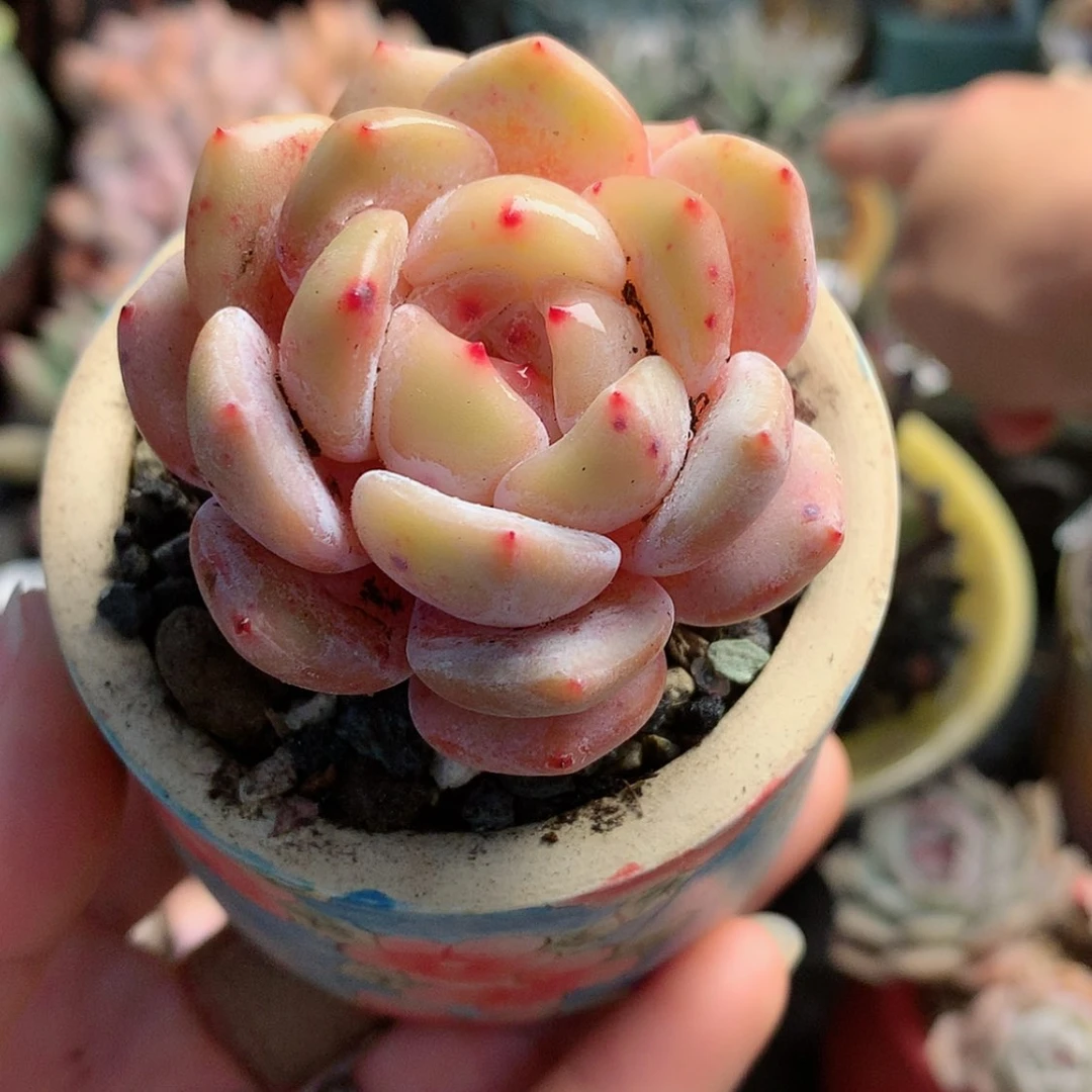 【闪购商品】楽*乐忆星影