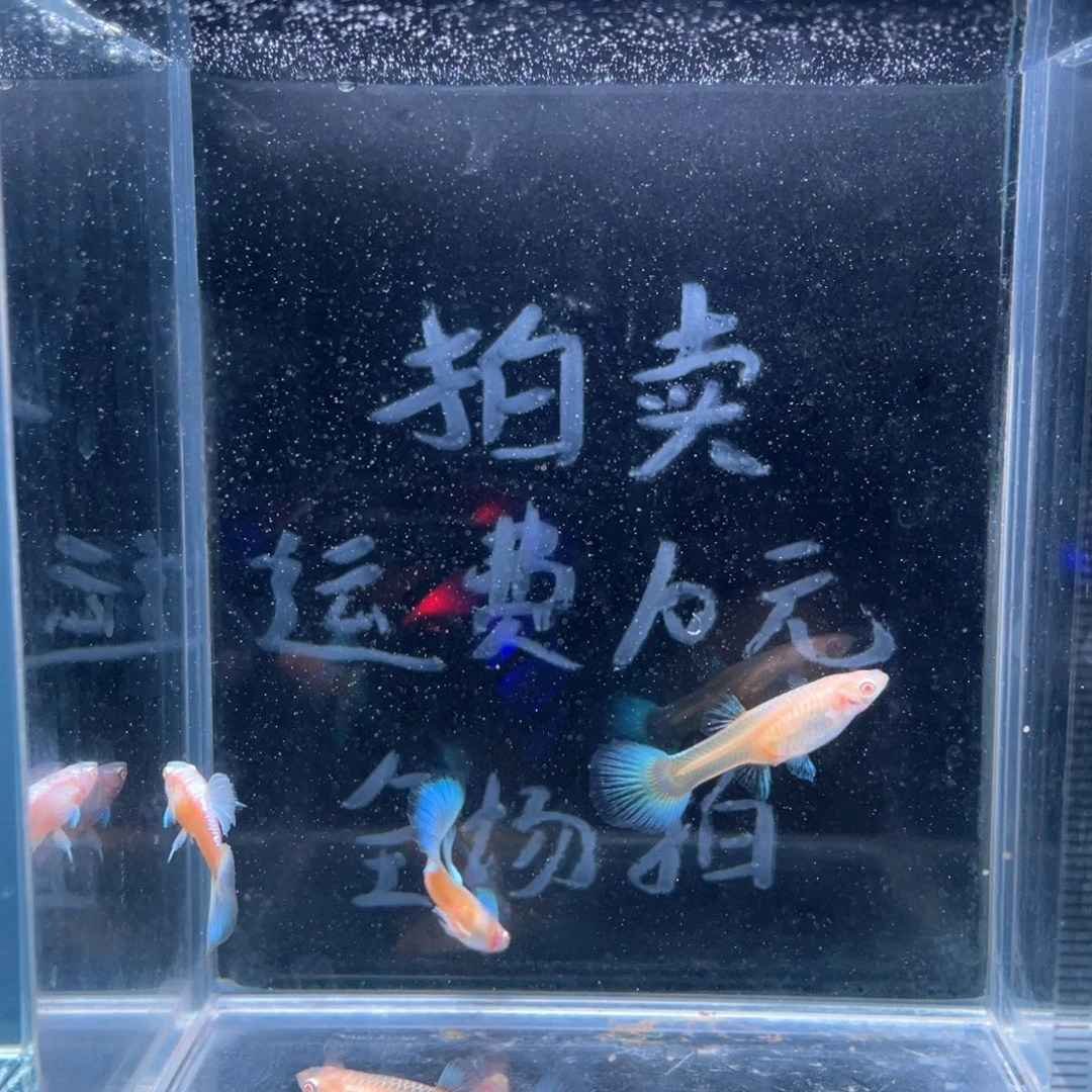孔雀鱼蓝白飞船两对