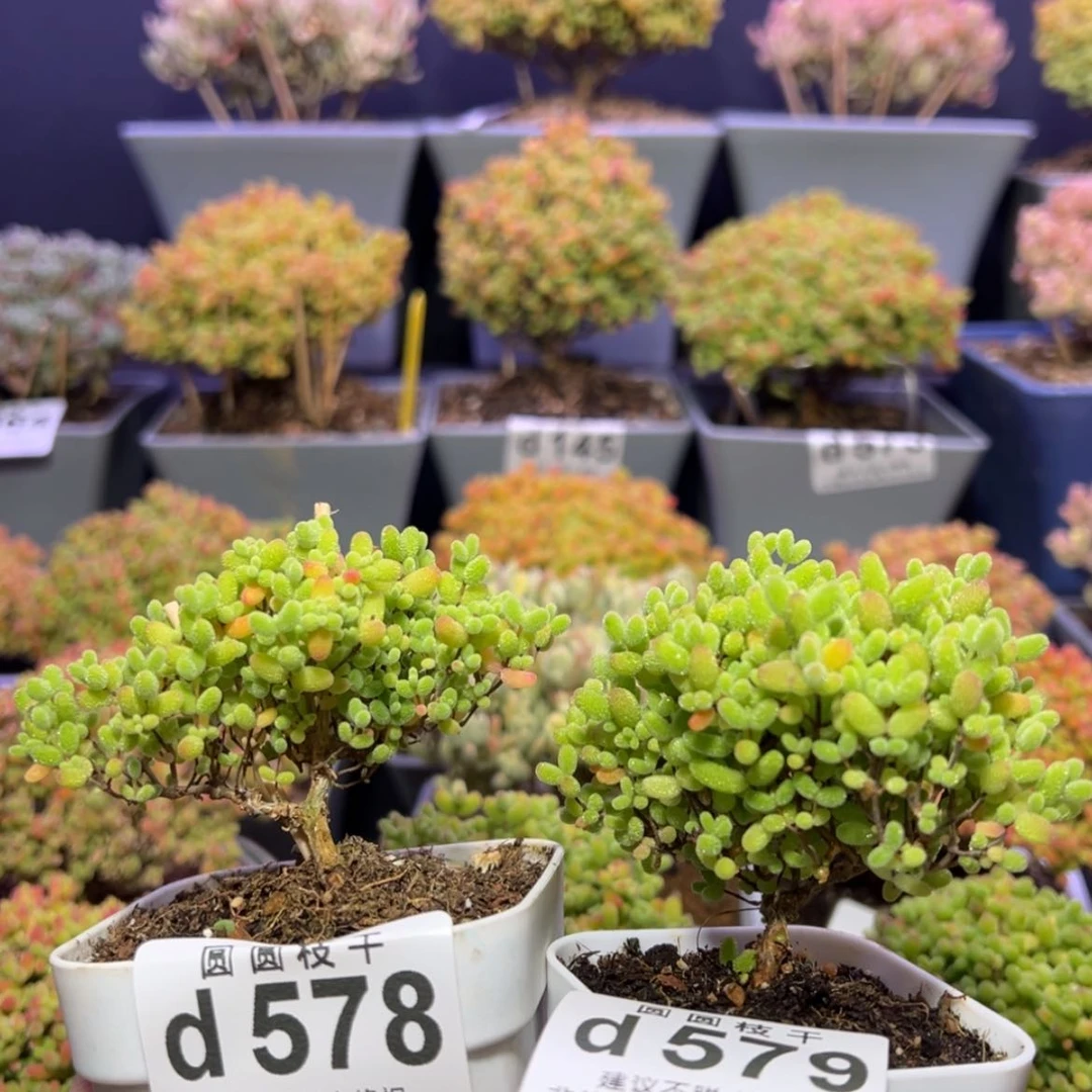 【闪购商品】m**kd578，579蜜橘糖球枝干番杏