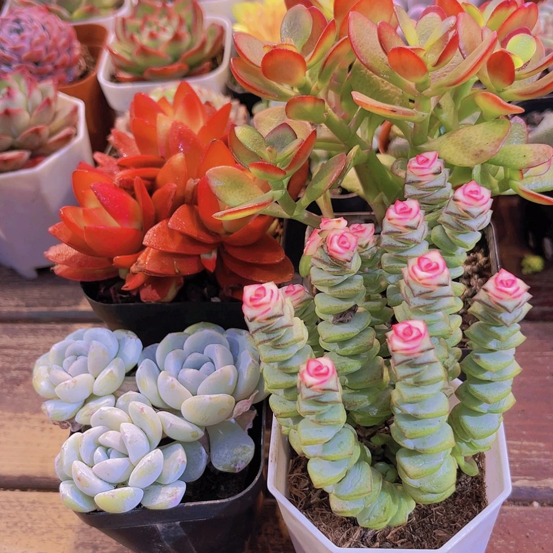 如图4盆1111111111111111111