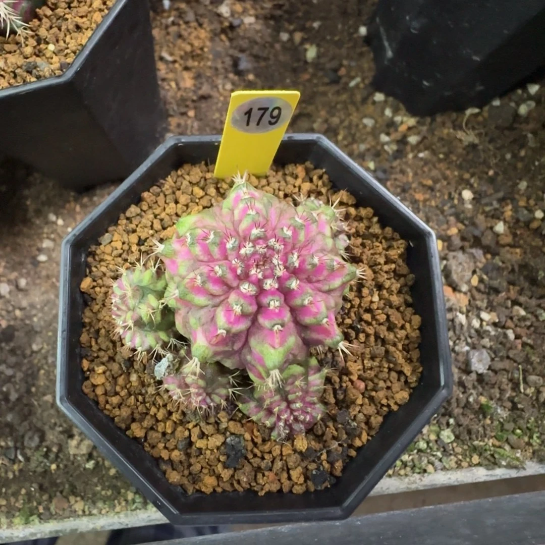 灵***枢179号海神福利价哦