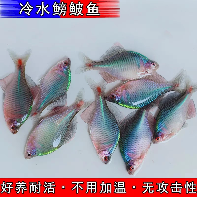 好养淡水观赏鳑鲏鱼七彩石旁皮除藻冷水鱼活体小型鱼苗原生群游鱼