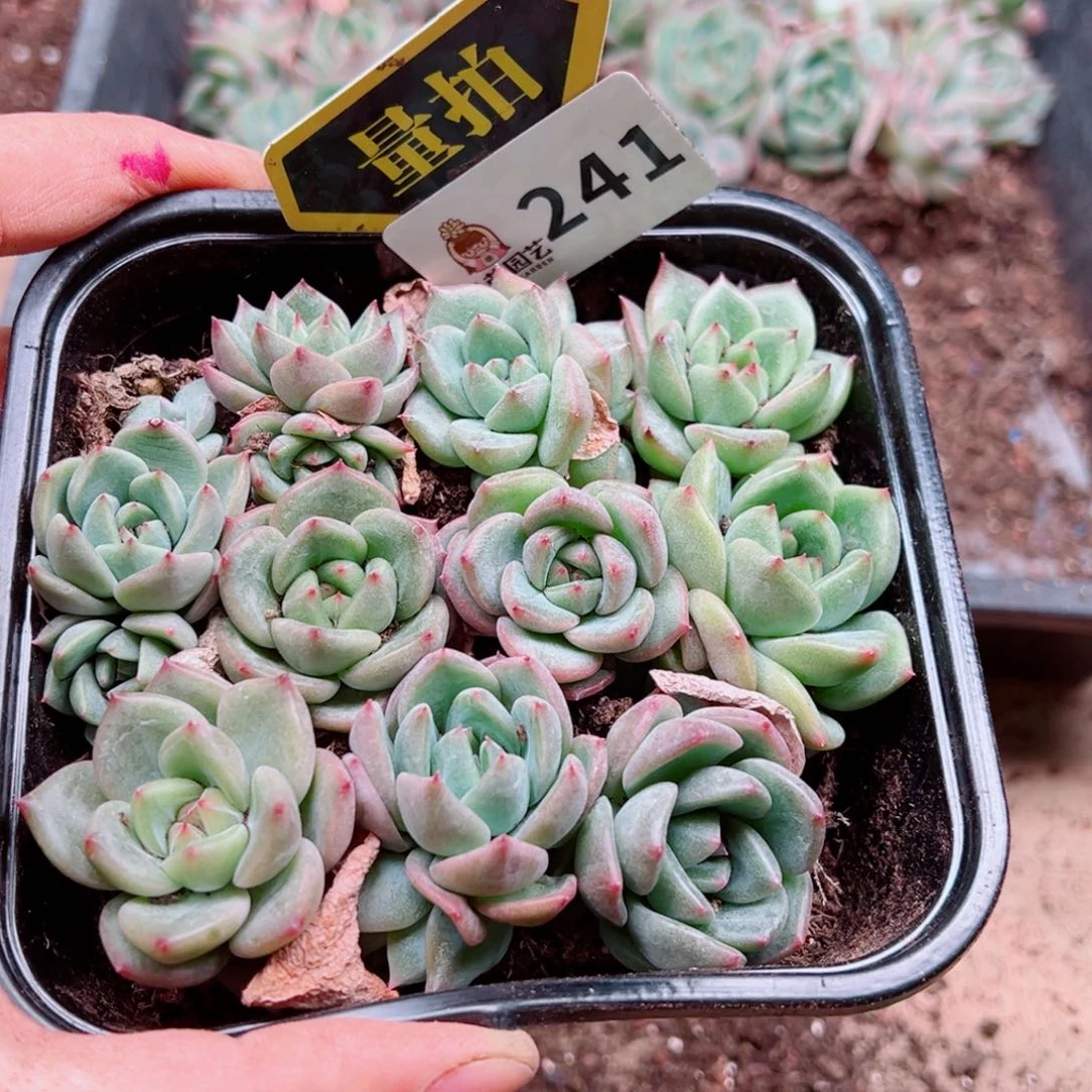 多肉植物多肉植物