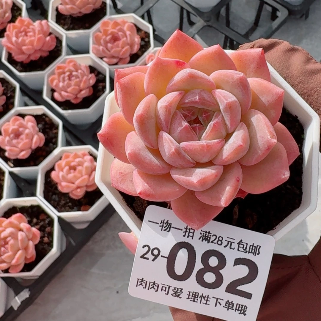 草莓果酱无盆土发货无盆土发货无