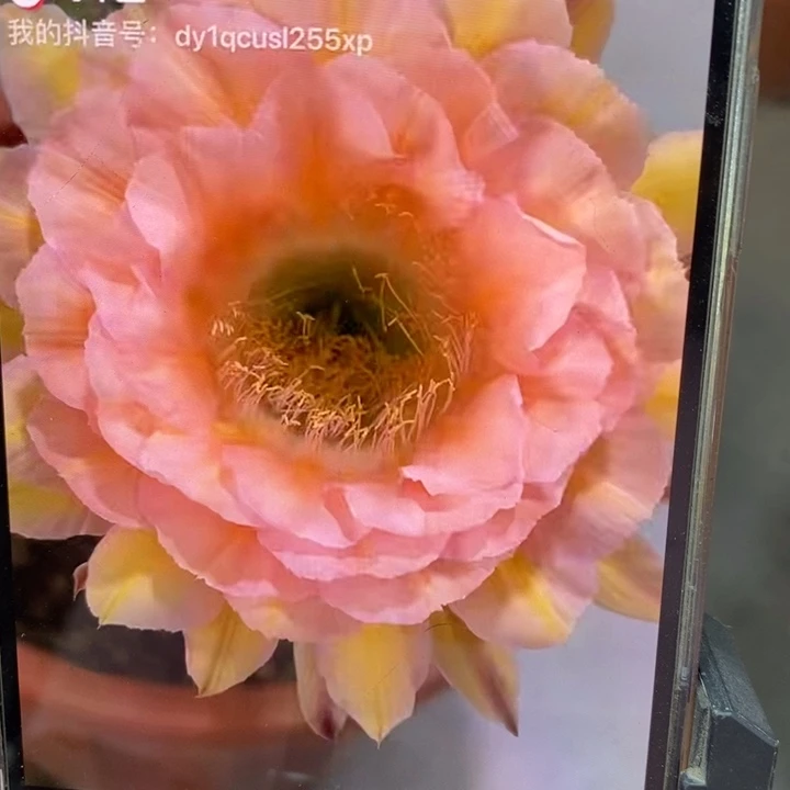 香香梦幻侧芽3公分左右
