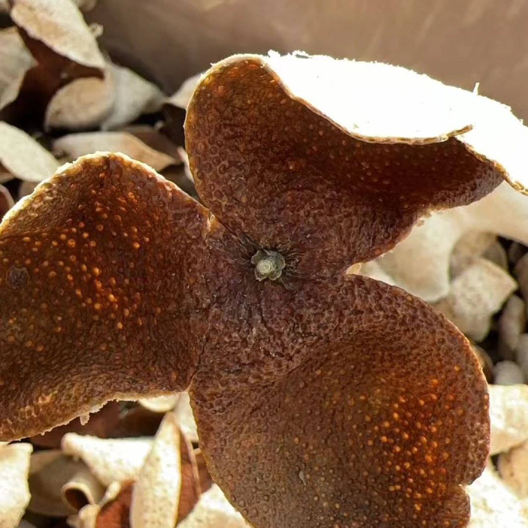 2022年新会核心产区东甲老树圈枝大红皮250g/500g