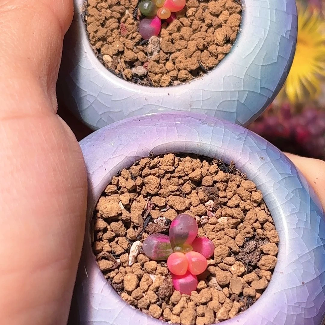A****999号五十铃玉锦多肉植物锦一物一拍带盆土