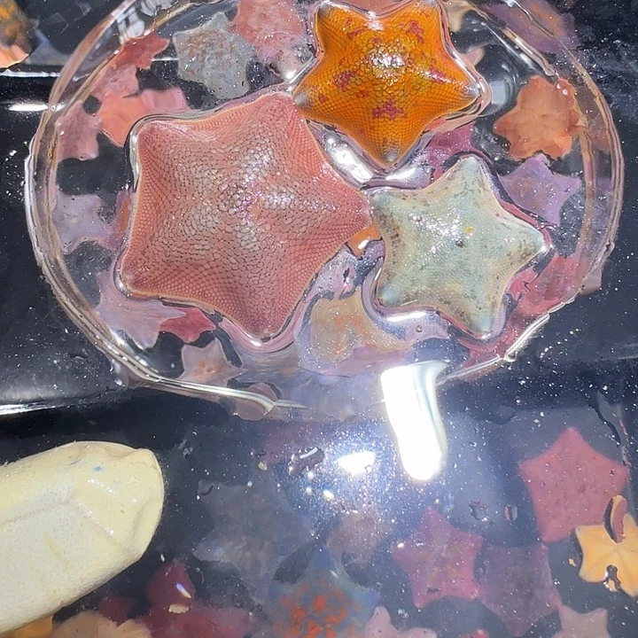 绿毛龟母海星海燕