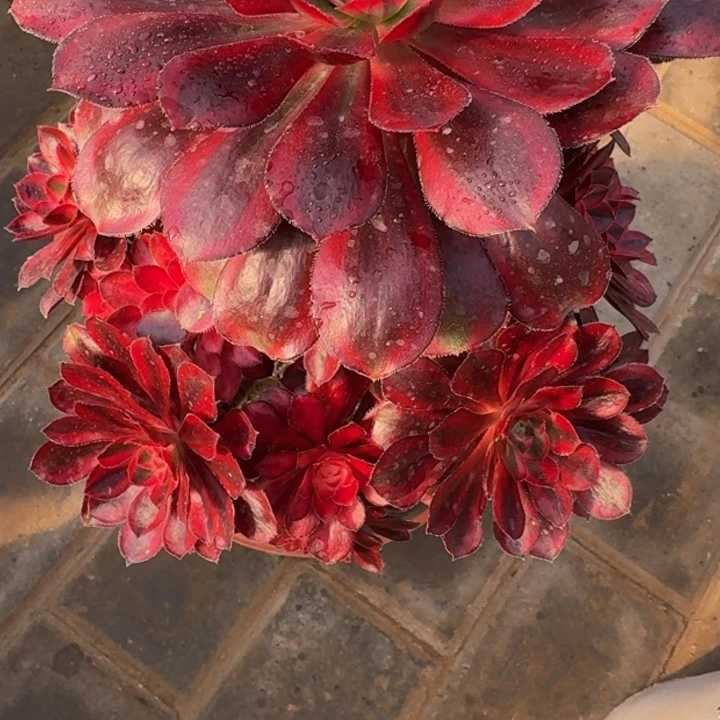 静*香奶奶捧花551肉肉