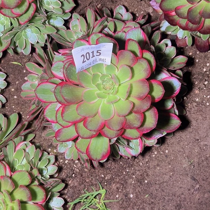 2015粉花妖多肉植物