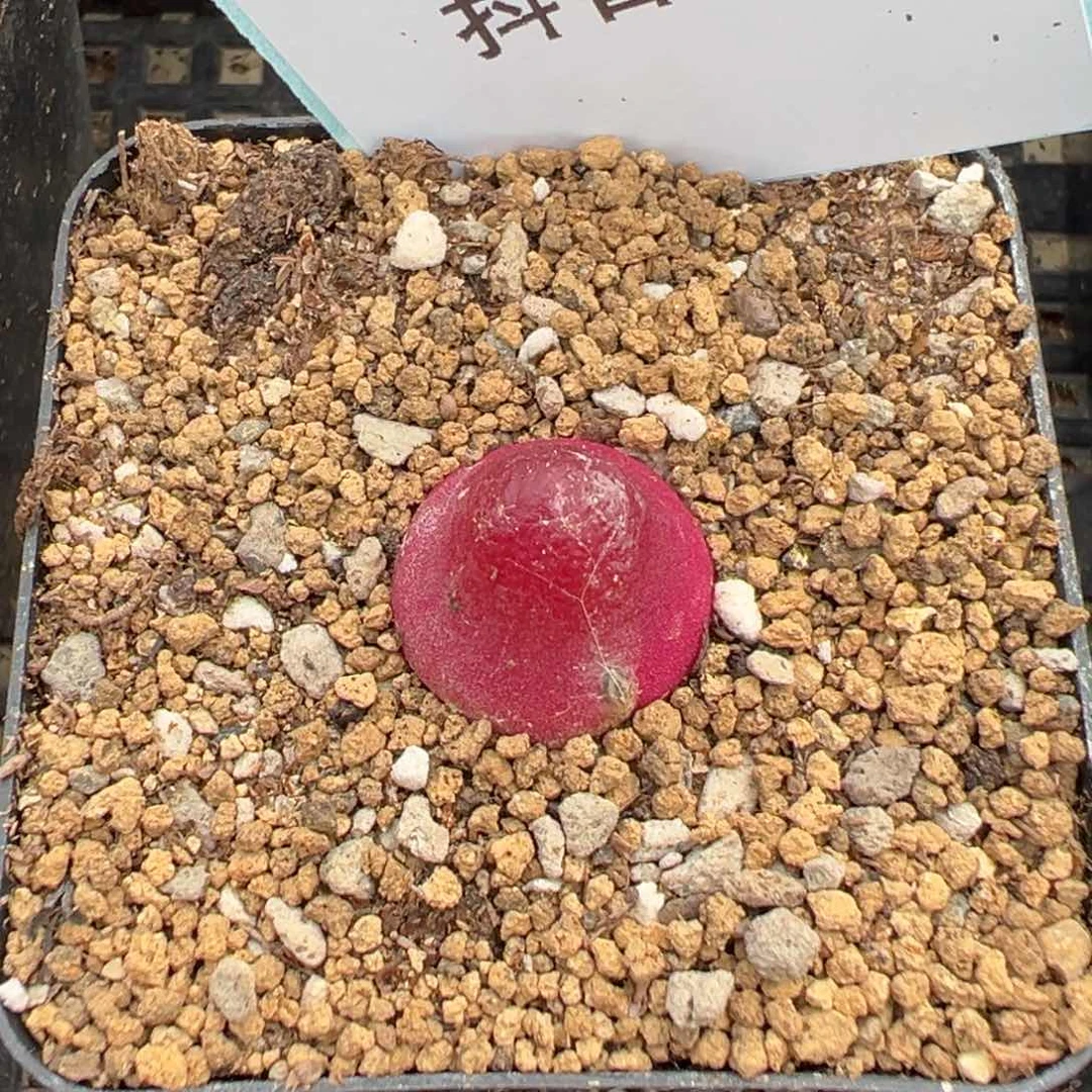 7-82肉锥多肉植物，