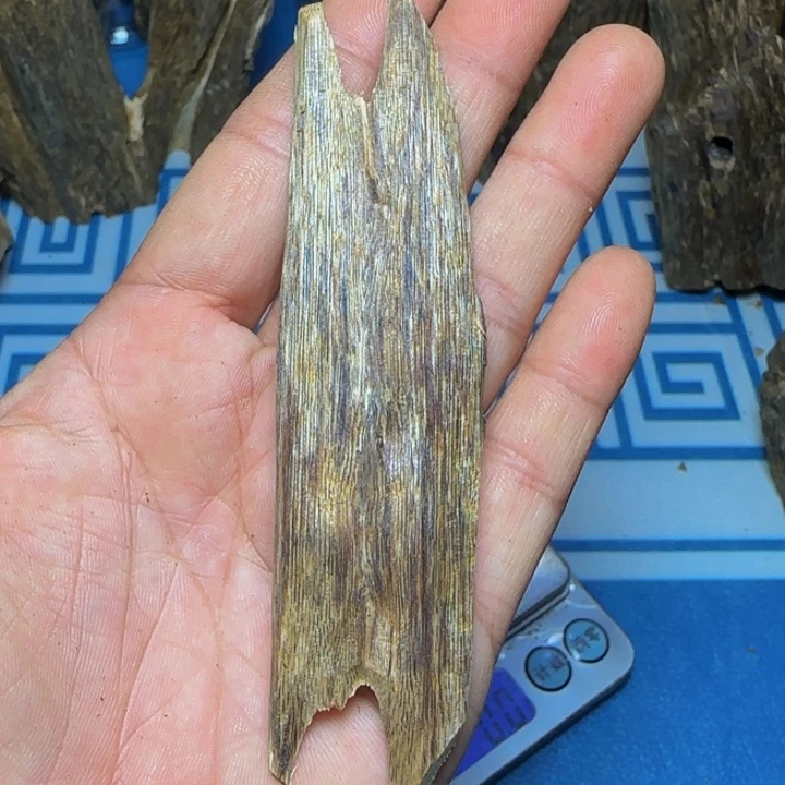 木母树绿奇小叶陆河8克