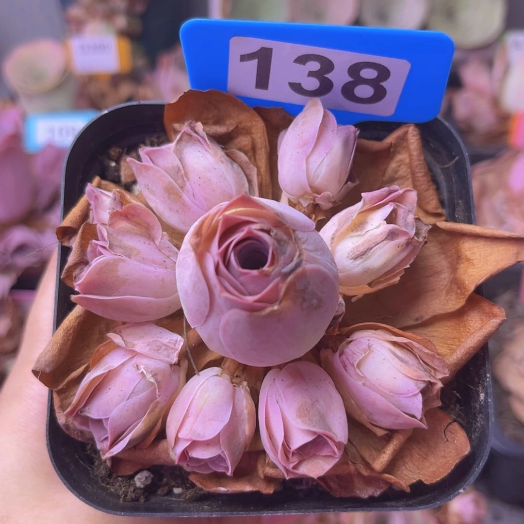 山地玫瑰一物一拍138
