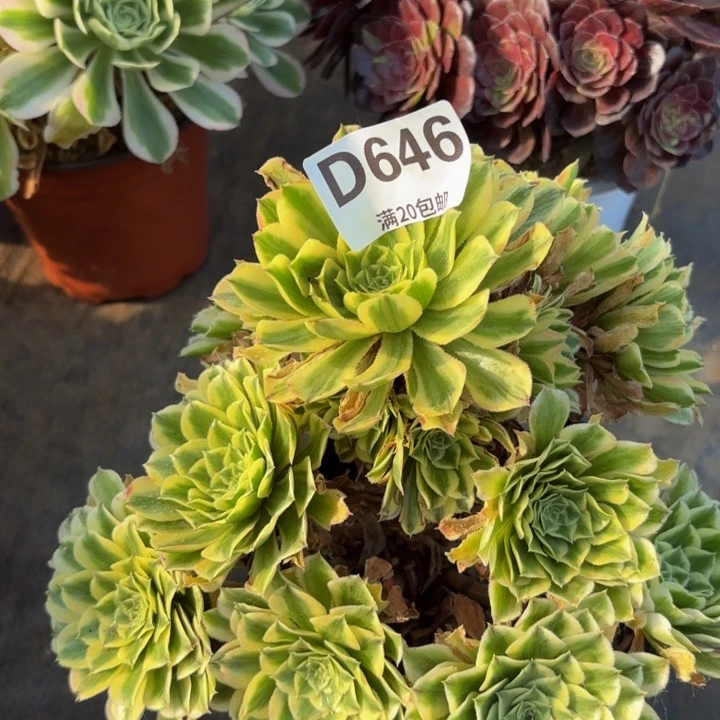 瑞妈多肉植物646