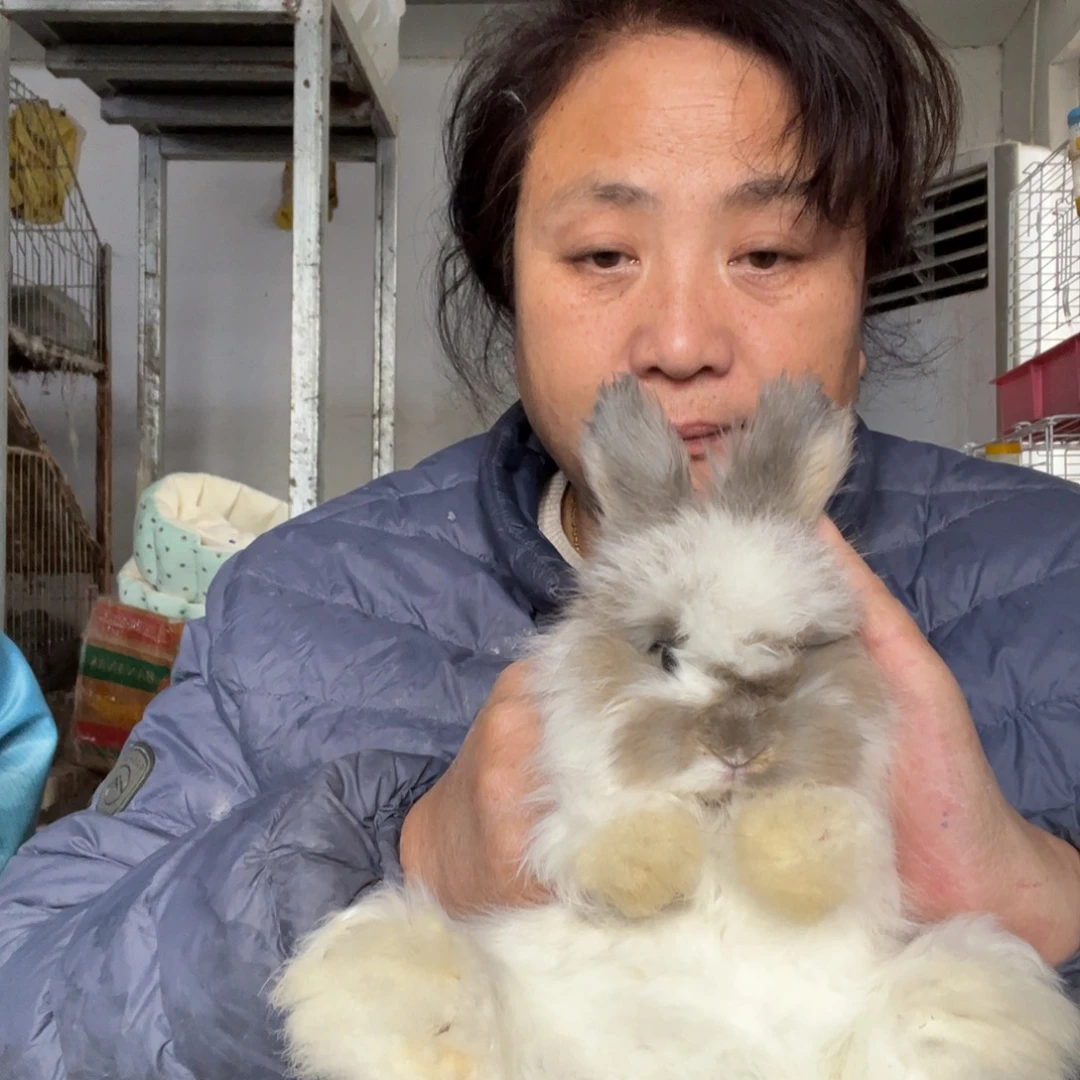 宠物兔英系安哥拉兔