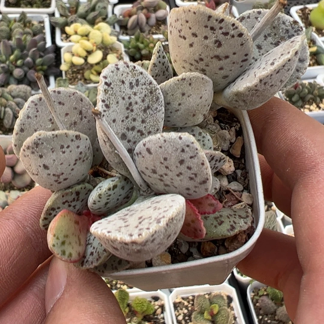 黑桃水泡老桩多肉植物水泡