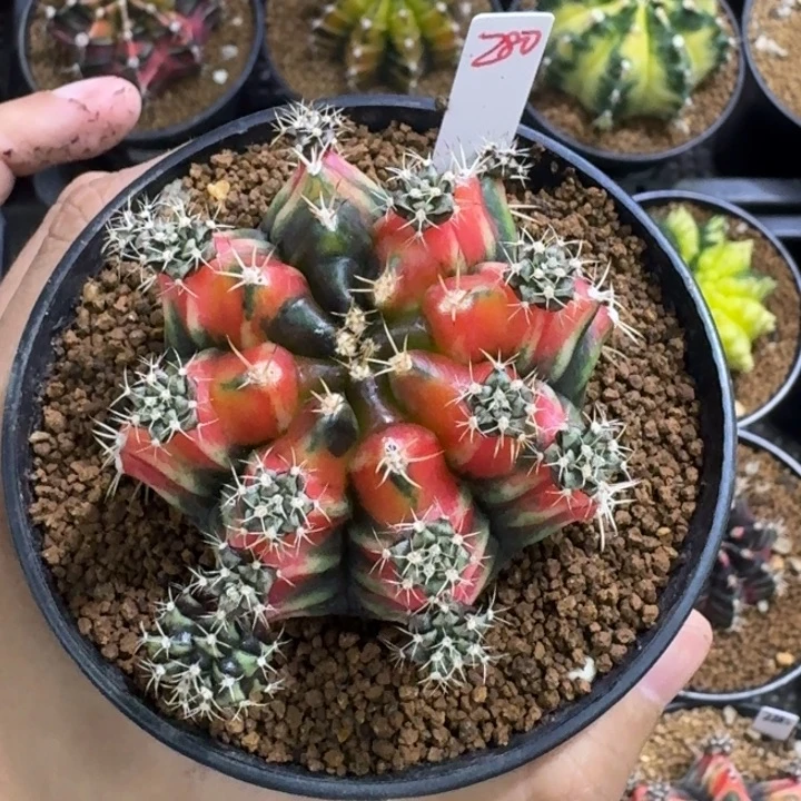 山姆中士侧芽福利