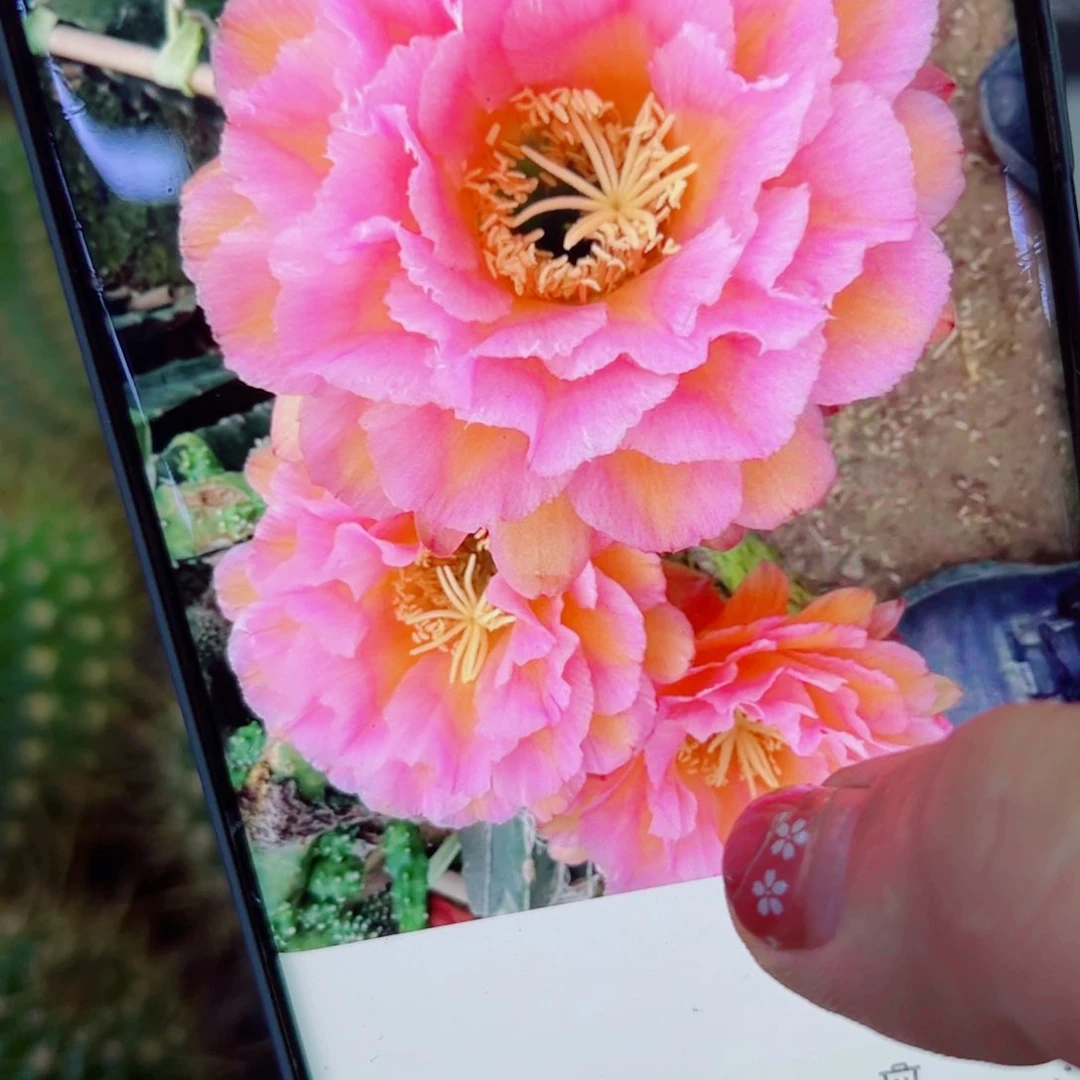 下31毛贵妃歪无根侧芽5公分左右20包邮