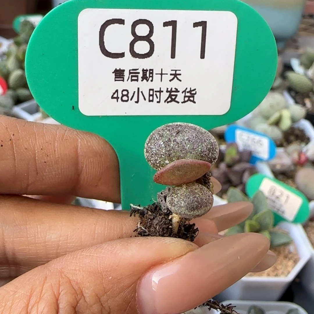 福利多肉水泡。    811。