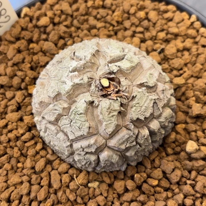 282号龟甲龙带盆包邮不退不换