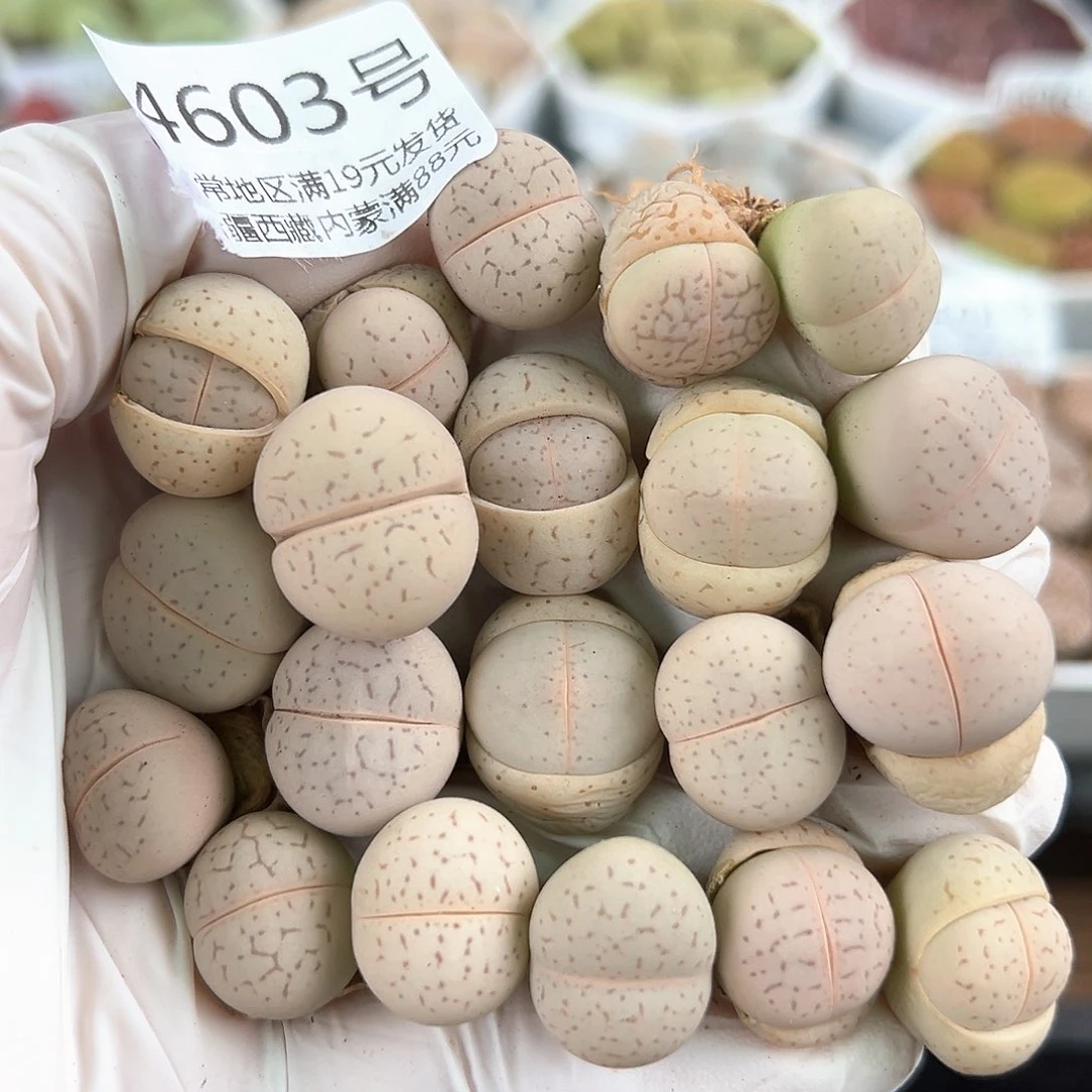 4603三年大白20个1一1.5cm