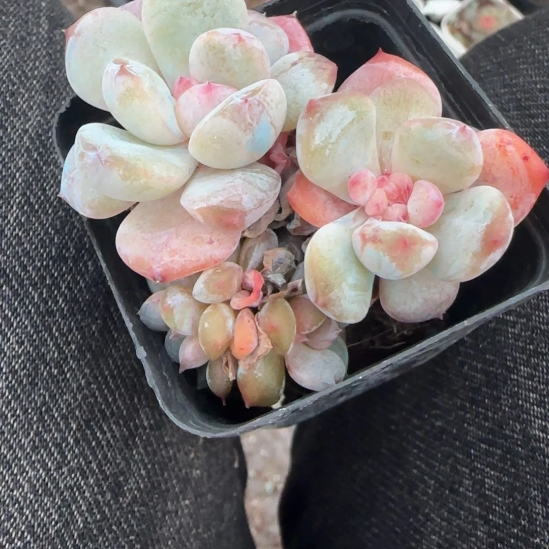 小卡拉米糖心一物一拍