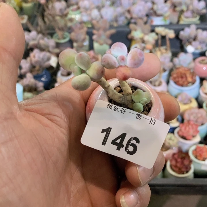 146苹果奶酪19.9带盆