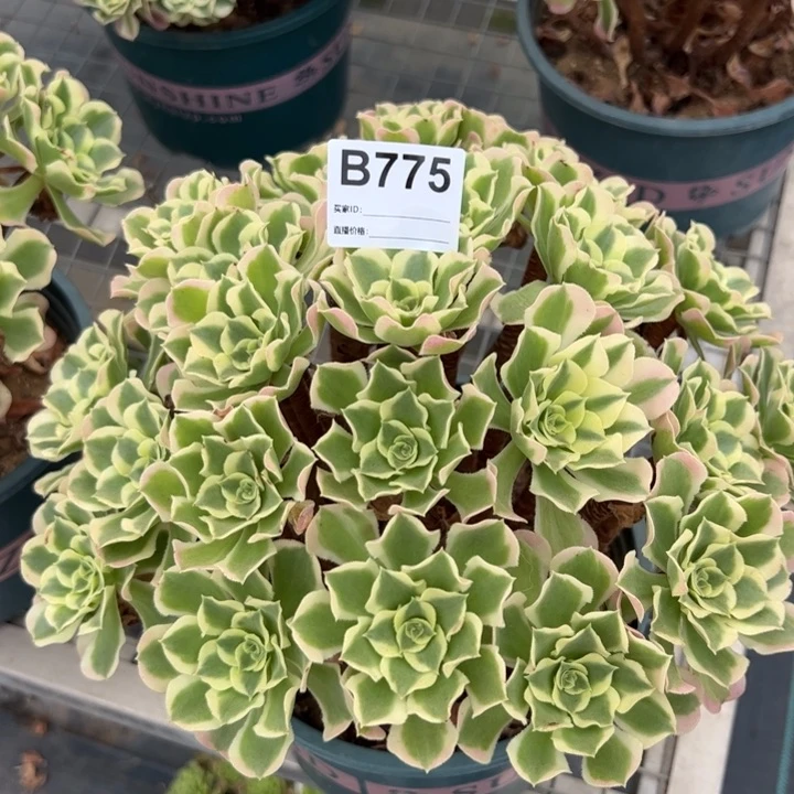 775白凤30厘米左右