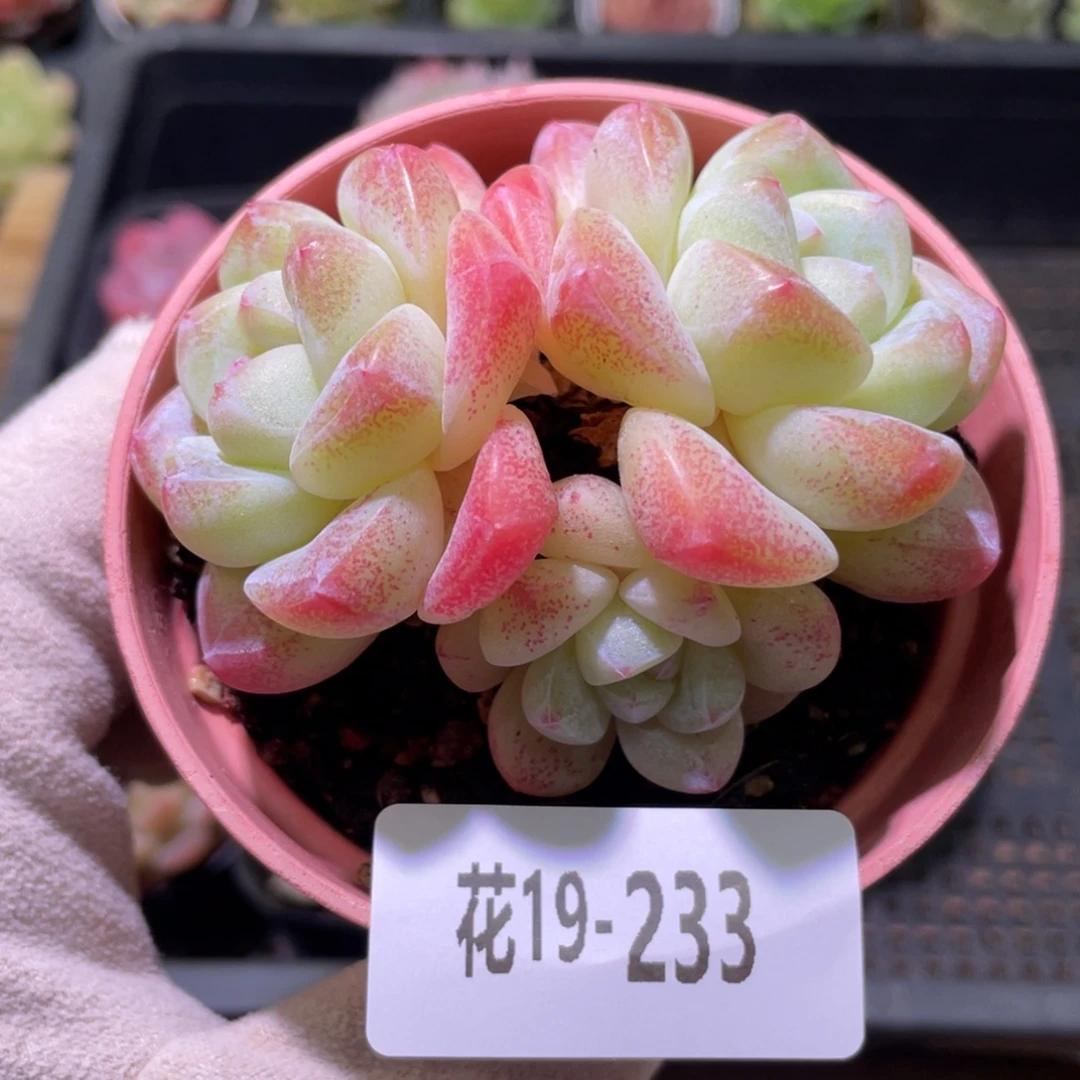 花利美19-233冰玉