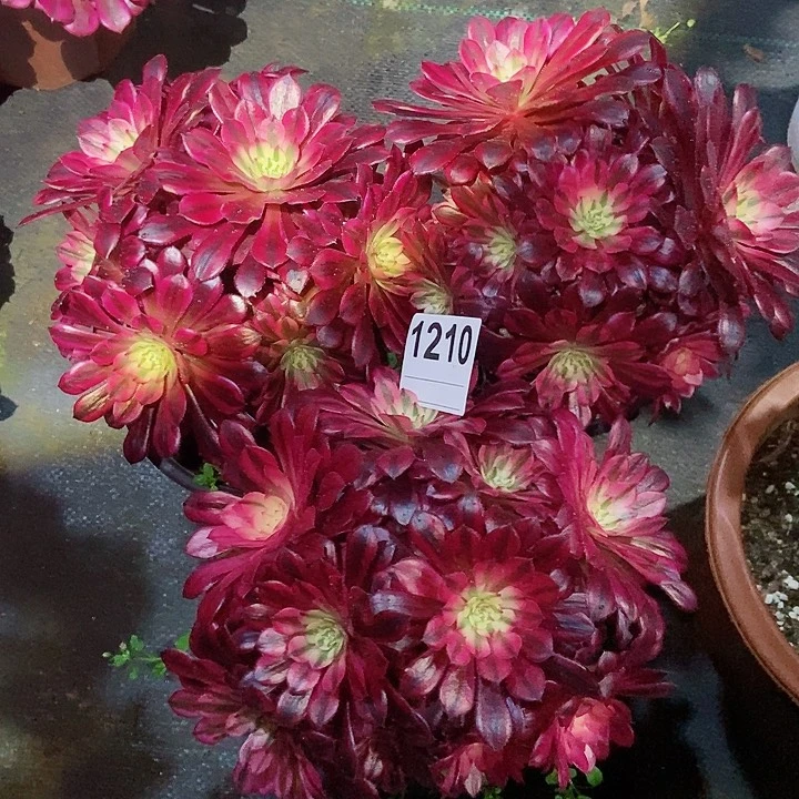 红陶1210黑铜白丛林4多肉3颗