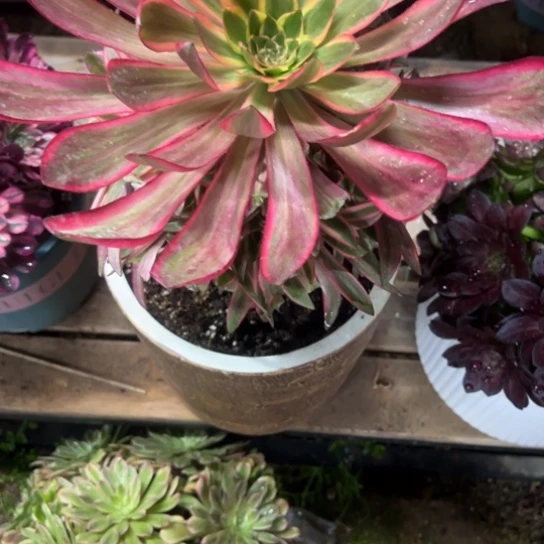 安*，946红魔女多肉植物花花