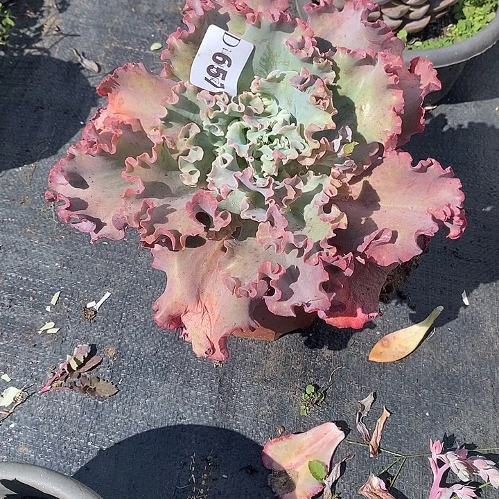 仰***空657高沙多肉植物多肉