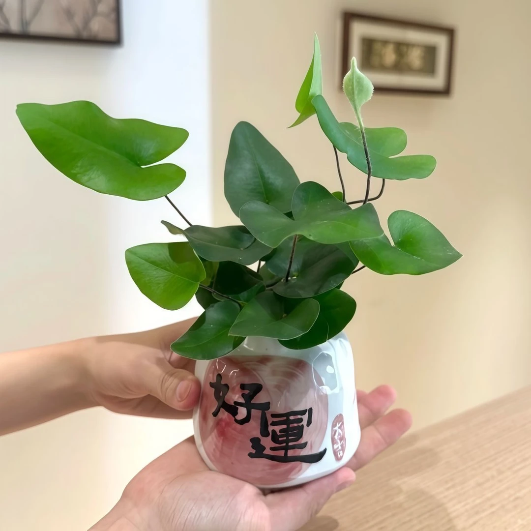 【水培】心愿蕨耐阴植物工位办公室内桌面懒人绿植花卉盆栽摆件