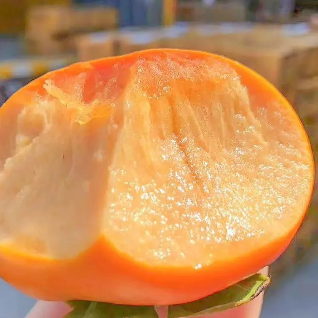 日本太秋柿子苗树苗嫁接果树苗南北方种植地栽火晶柿脆甜柿子树苗