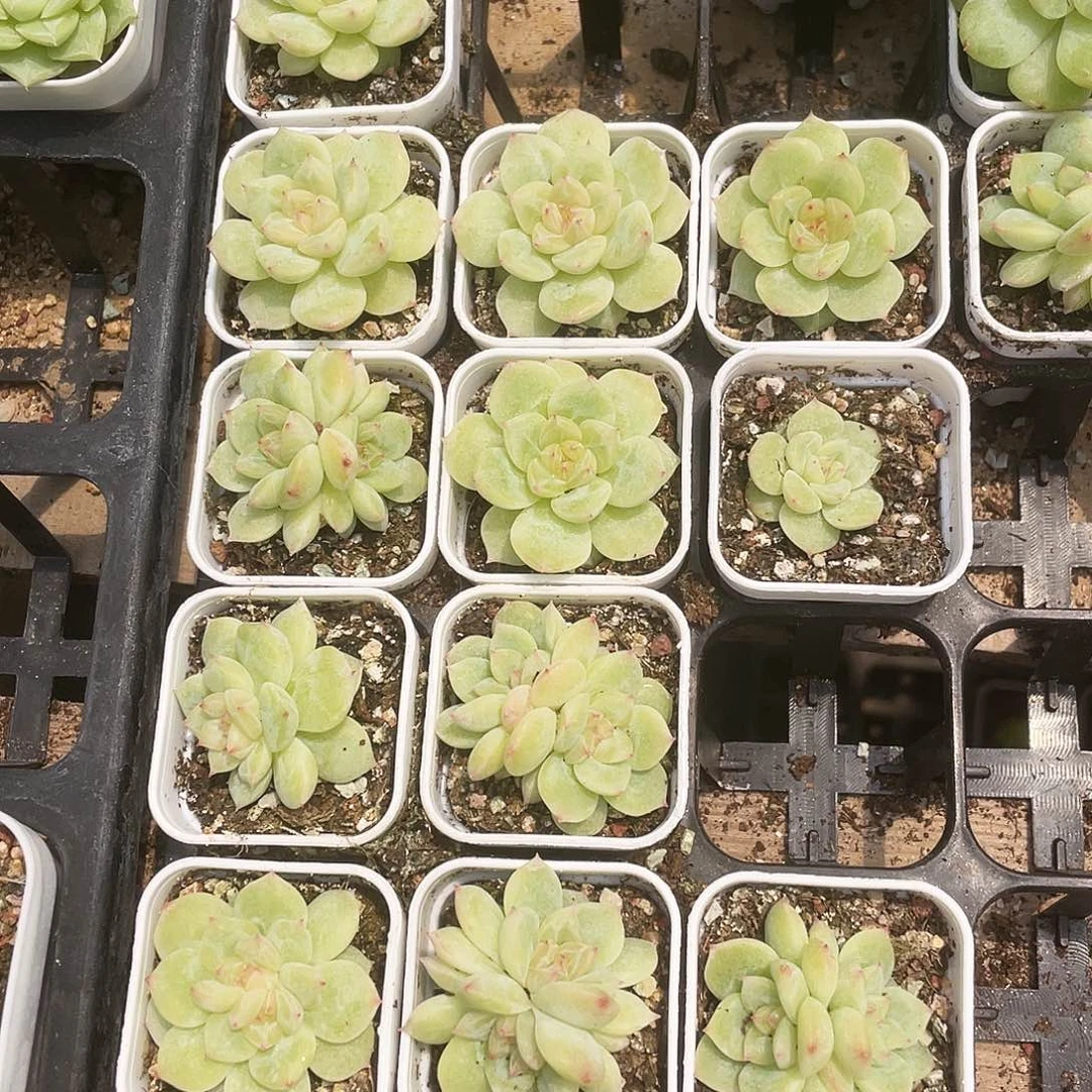 寒绯盆一个满25包邮