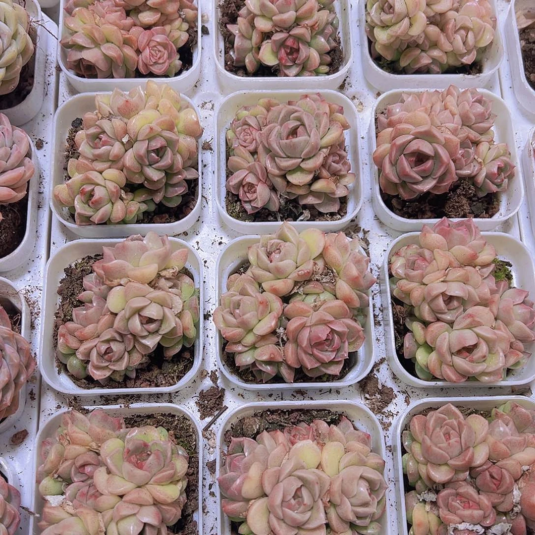 珍妮麦杆群19包邮多肉